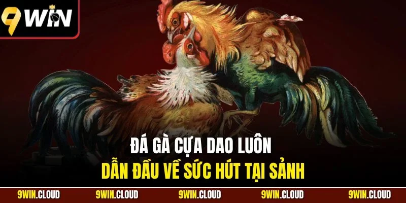 Đá gà cựa dao luôn dẫn đầu về sức hút tại sảnh