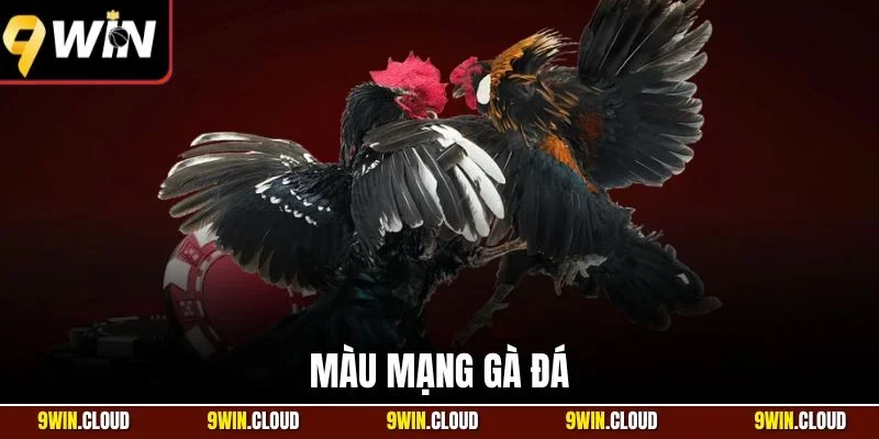 Màu mạng gà đá